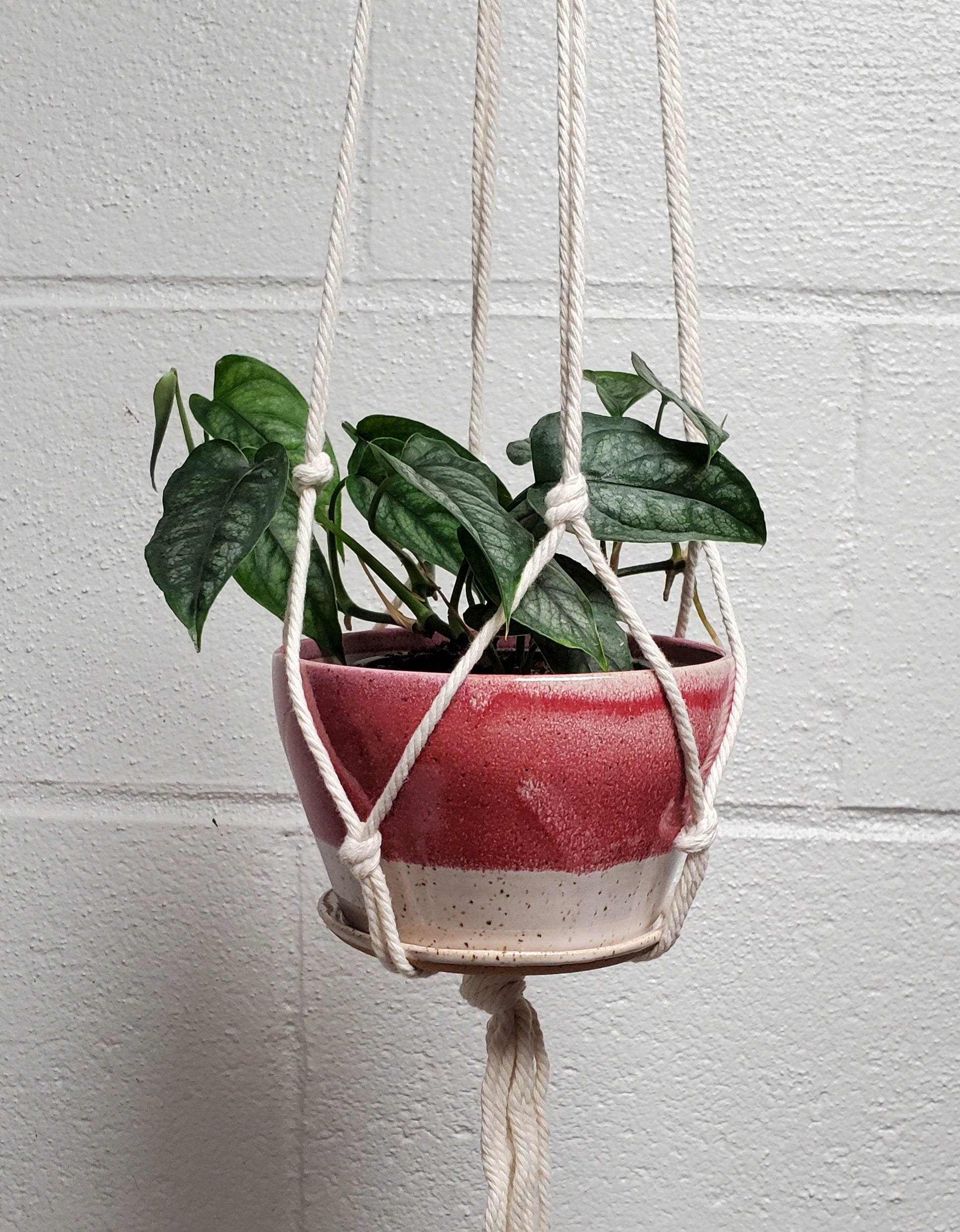 red macrame plant hanger Red & White 4" Planter w/ Macrame Hanger – White Squirrel Clayworks